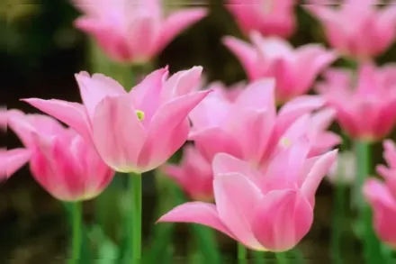 Mariette Tulipa / Тюльпан Маріетт