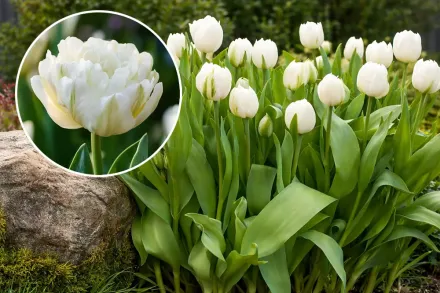 Тюльпан Маунт Такома / Tulipa Mount Tacoma