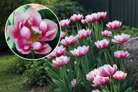 Тюльпан Мелроуз / Tulipa Melrose