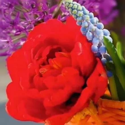 Тюльпан Міранда / Tulipa Miranda