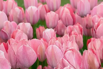 Mystic van Eijk Tulipa / Тюльпан Містік ван Ейк