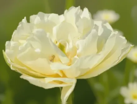 Тюльпан Мондiаль / Tulipa Mondial