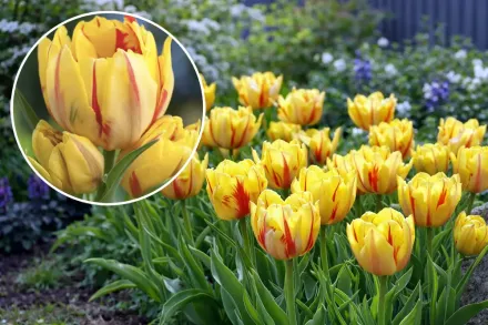 Тюльпан Монселла / Tulipa Monsella