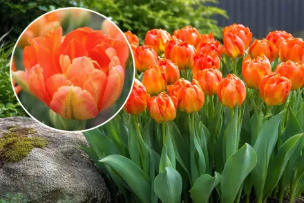 Тюльпан Монте Оранж / Tulipa Monte Orange