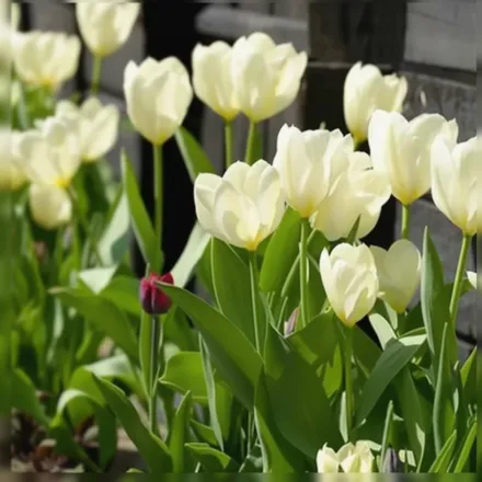 Maureen Tulipa / Тюльпан Морін