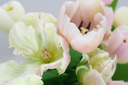 Ollioules Tulipa / Тюльпан Олліулес