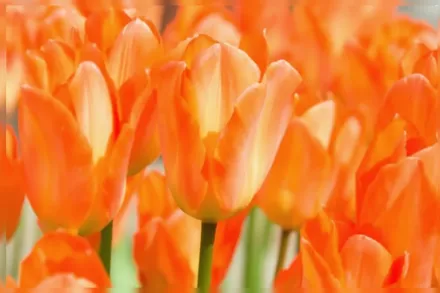 Orange Emperor Tulipa / Тюльпан Орандж Емперор