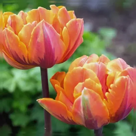 Orange Princess Tulipa / Тюльпан Оранж Принцес