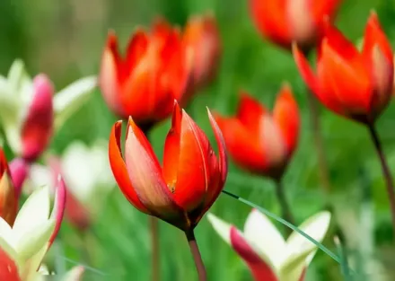 Тюльпан орфанідеа / Tulipa orphanidea