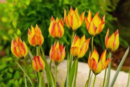 Тюльпан орфанідея Флава / Tulipa orphanidea Flava