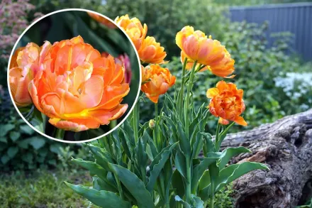 Orca Tulipa / Тюльпан Орка