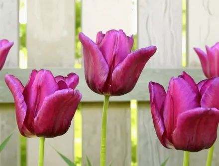 Passionale Tulipa / Тюльпан Пасіонал