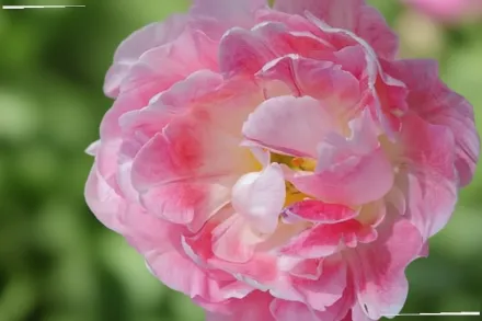 Peach Blossom Tulipa / Тюльпан Піч Блоссом