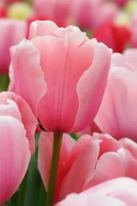 Pink Diamond Tulipa / Тюльпан Пінк Даймонд