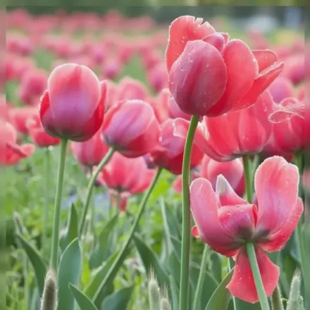 Pink Impression Tulipa / Тюльпан Пінк Імпрешн