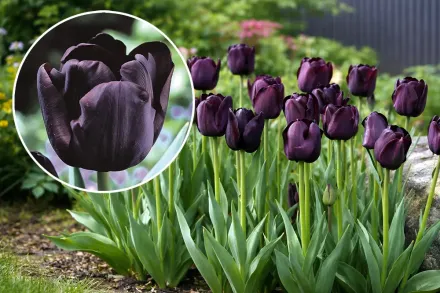 Тюльпан Пол Шерер