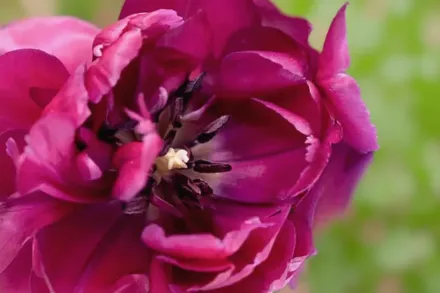 Purple Jacket Tulipa / Тюльпан Пьорпл Джекет