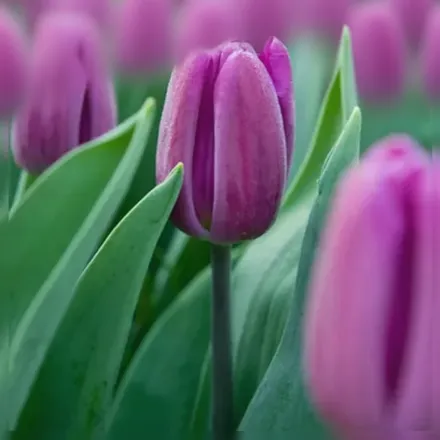 Purple Flag Tulipa / Тюльпан Пьорпл Флег