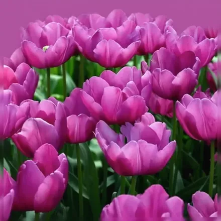 Purple Prince Tulipa / Тюльпан Пьорпл Прінс