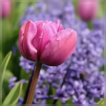 Purple Rain Tulipa / Тюльпан Пьорпл Рейн