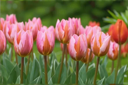 Pretty Princess Tulipa / Тюльпан Претті Принцес