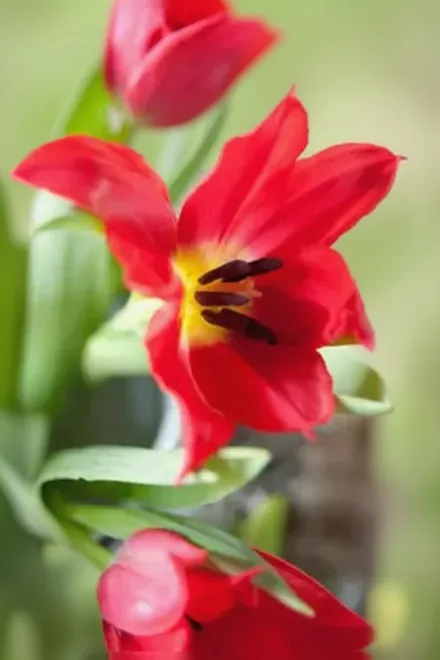 Pretty Woman Tulipa / Тюльпан Претті Вумен