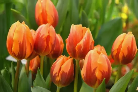 Prinses Irene Tulipa / Тюльпан Прінсес Ірен