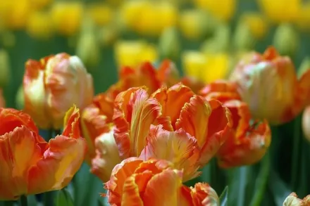 Professor Rontgen Tulipa / Тюльпан Професор Ронтген