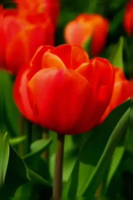 Prins Willem Alexander Tulipa / Тюльпан Принц Віллем Александр