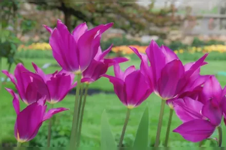 Purple Dream Tulipa / Тюльпан Пурпл Дрім