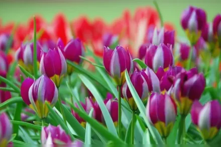 Persian Pearl Tulipa pulchella / Тюльпан пушелла Персіан Перл