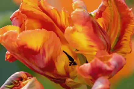 Rasta Parrot Tulipa / Тюльпан Раста Паррот