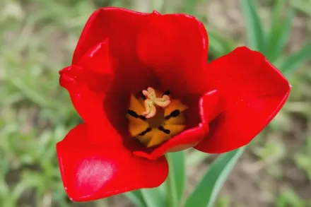Red Impression Tulipa / Тюльпан Ред Імпрешн