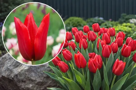 Тюльпан Ред Шайн