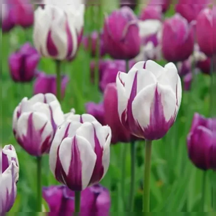 Rem’s Favorite Tulipa / Тюльпан Ремс Фейворіт