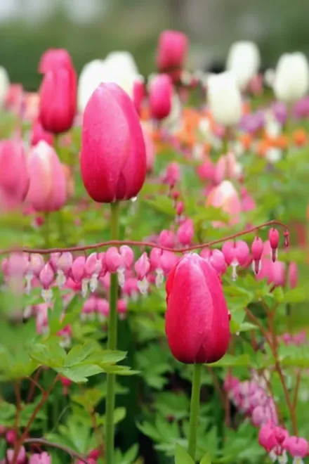 Renown Tulipa / Тюльпан Ренаун