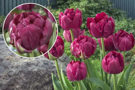 Royal Acres Tulipa / Тюльпан Роял Акрес