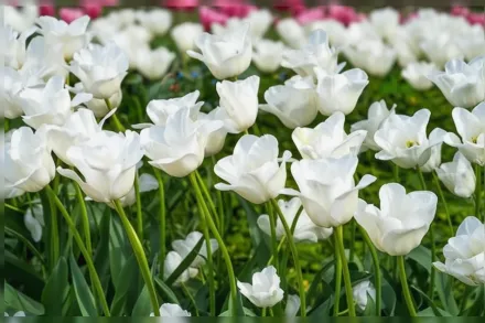 Royal Virgin Tulipa / Тюльпан Роял Вірджин