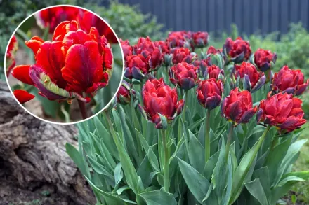 Rococo Tulipa / Тюльпан Рококо