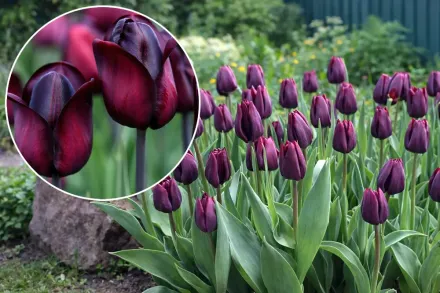 Ronaldo Tulipa / Тюльпан Роналдо