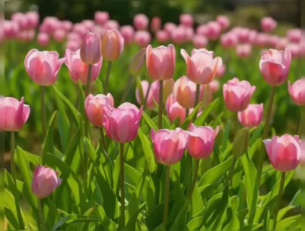 Roussillon Tulipa / Тюльпан Руссільйон