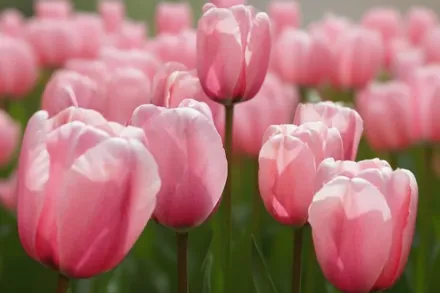 Salmon Impression Tulipa / Тюльпан Салмон Імпрешн