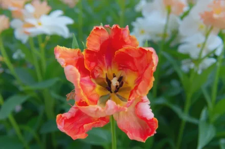 Salmon Parrot Tulipa / Тюльпан Салмон Паррот