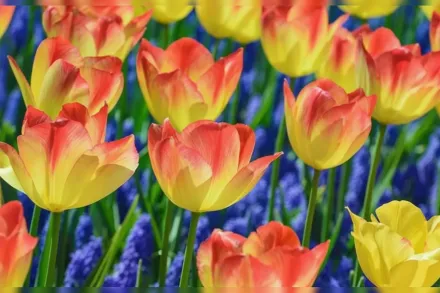 Suncatcher Tulipa / Тюльпан Санкетчер