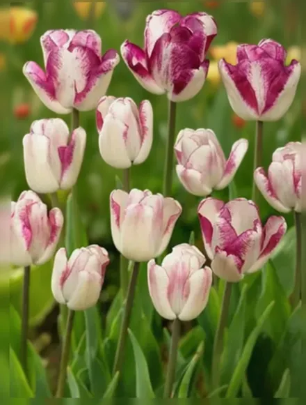 Шіун Тюльпан / Tulipa Shiun