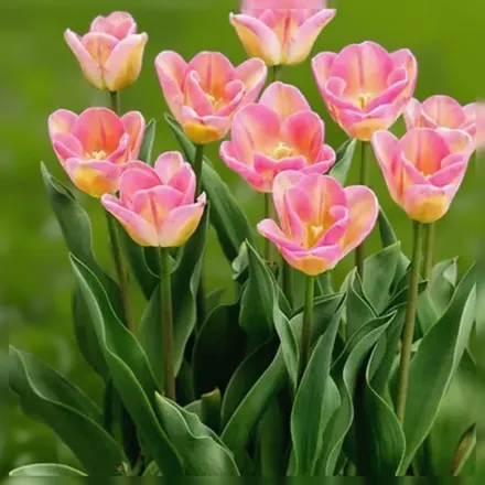 Шоубізз Тюльпан / Tulipa Showbizz