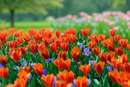 Шоувіннер Тюльпан / Tulipa Showwinner