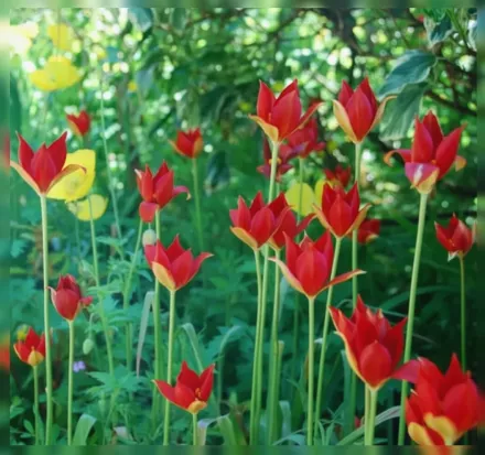 Тюльпан Шпренгера / Tulipa sprengeri