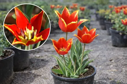 Тюльпан Шренка / Tulipa schrenkii