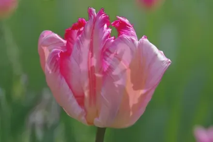 Silver Parrot Tulipa / Тюльпан Сілвер Паррот